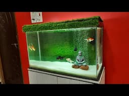 Goldfish Kingdom Aquarium Setup | Oranda and Ranchu Goldfish tank with Green Grass Background