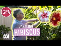 Prolific Hibiscus Breeder | My Garden Path | Gardening Australia