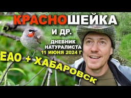 Красношейка ♫ и др. ЕАО+Хабаровск. 11.06.2024 г.