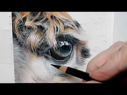 ALPACA EYE Pastel Painting Demo