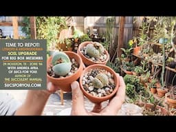 Lithops Soil Upgrade: Repotting big box store Mesembs