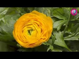 Best Blooming Flowers 2021 Time lapse  |  Rovan TV Channel