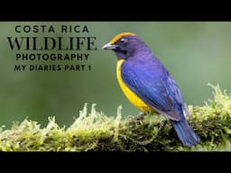 Costa Rica Wildlife Photography | My Diaries Part 1 - Birds, Mammals and more