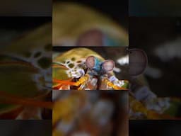 This Mantis Shrimp Has a Killer Punch | #DeepLook #Shorts