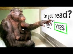 World's Smartest Ape Takes An Intelligence Test