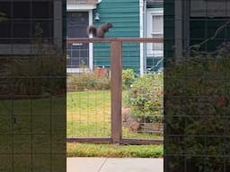 I was stoked to see a black squirrel today around the neighborhood! It was a chonker too! 🐿️🖤