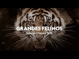 GRANDES FELINOS | ESTRENO 2 DE FEBRERO A LAS 18:00  | NATIONAL GEOGRAPHIC ESPAÑA