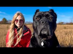 THE CANE CORSO - THIS GUY HAS THE FITTEST CANE CORSOS IN THE WORLD!