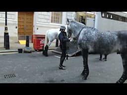 Metropolitan Police Mounted Branch