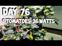 SPIDER FARMER NEW G12 GARDEN - DAY 76, WITH 6 TOMATO PLANTS, UNDER 36 WATTS