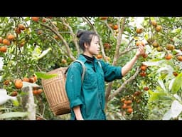 Vegetable Care, Harvesting Oranges for Sale, Harvesting Vegetables for Pickling