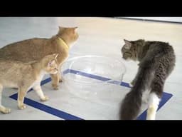 Cats' Hilarious Reactions to Playing with a Tape Square | Aww Pets