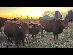 Moooving the girls at sunset