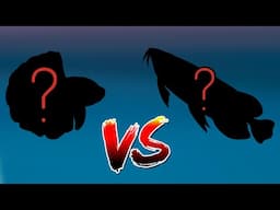 Which fish is the best fighter?