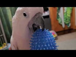 A Cockatoo & A Squeaky Ball