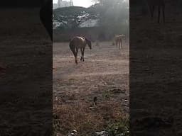 Cute horse play #horse #animals #tiktok #tiktok #youtube #shorts #reels