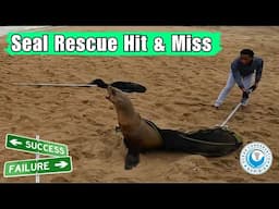 Seal Rescue Hit & Miss