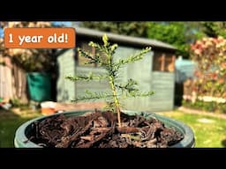 One year old Giant Sequoia tree Grown from Seed [1 year timelapse]