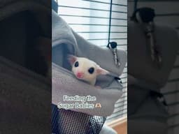 The Sugar Babies get OHPW diet #sugargliders #pets #sugarbear #exoticpets #adorablepets #cuteanimals