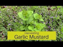 Harvesting Garlic Mustard | Plus Making Garlic Mustard Pesto