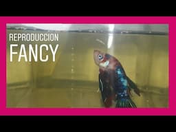 Nueva Reproduccion Del Pez Betta