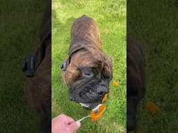 Tonka Loves It All! #healthydogtreats #canineenrichment #dog #bullmastiff #puppy #campdog #bulldog