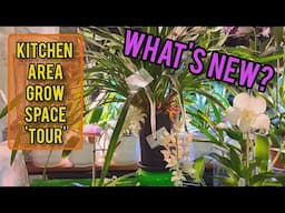 ORCHID GROW SPACE TOUR - THE KITCHEN AREA