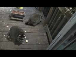 16 Dec Two Raccoons for dinner