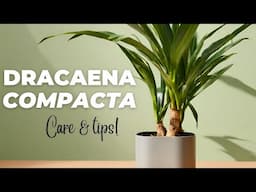 How to Care for and SAVE a Dracaena Compacta FAST! (Janet Craig plant)