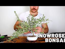 Snow Rose Bonsai | Serissa Bonsai - Bonsai for Beginners