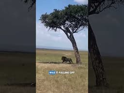 When The Lion Found Out Gravity