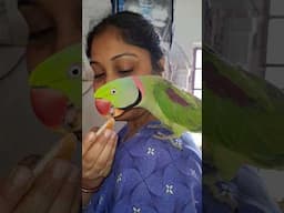 Smart Talking parrot #parrottalking #parrotlover #birdslover