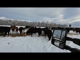 Feeding In the Snow!