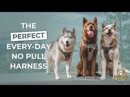 The BEST Harness For Dogs | HUSKY APPROVED