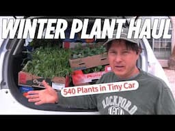 Winter Vegetable Garden Haul | How I Fit 540 Plants in a Compact Car