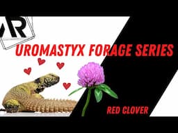 Foraging Wild Plants for Uromastyx