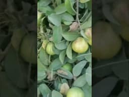 amrood se lade ped #organic #guava #growing #method #reels #plants #shortvideo