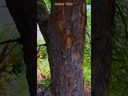 NEEM TREE IN THE WILD