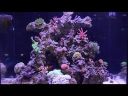 Red Sea Reefer pt19: Six Months!