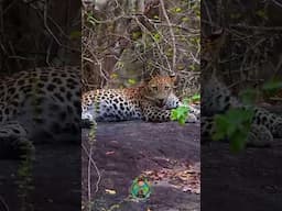 Leopard In Kumana #wildlifephotoghraphy #naturephotography #photography #wildlifephotograpy #outdoor