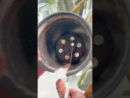 Is this the best way to propagate Ficus #plants #propagation #ficus