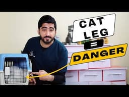 Cat Leg Injury from Rubber Band: Emergency Care Guide  // اردو / हिंदी