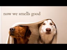 giving the dogs a bath - husky mix and copper golden retriever!