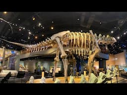 พาพ่อไป พิพิธภัณฑ์ ไดโนเสาร์ ในอเมริกา Perot Museum Dinosaur Fossils