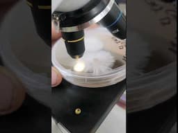 how to look at mycelium under the microscope #mycology #microscopy #mushrooms #mycodogs #mcdgenetics