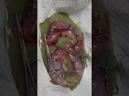 Vet student cuts open a dog Pyometra (infected uterus) #shorts