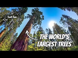 The Discovery of the Giant Sequoia | Calaveras Big Trees State Park, Arnold California | North Grove