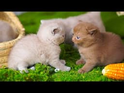 Kittens playing on the grass - Cats running around animals: Dogs, rabbits, ducks, cows, sheep