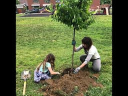 Planting trees for community resilience