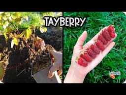 🍓 TAYBERRY : La Planta Que TODO El Mundo Busca Para Cultivar || La Huertina De Toni